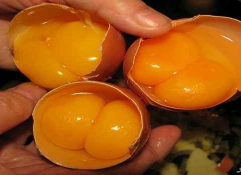 تصویر 3 از خرید و قیمت  تخم مرغ دو زرده + فروش عمده